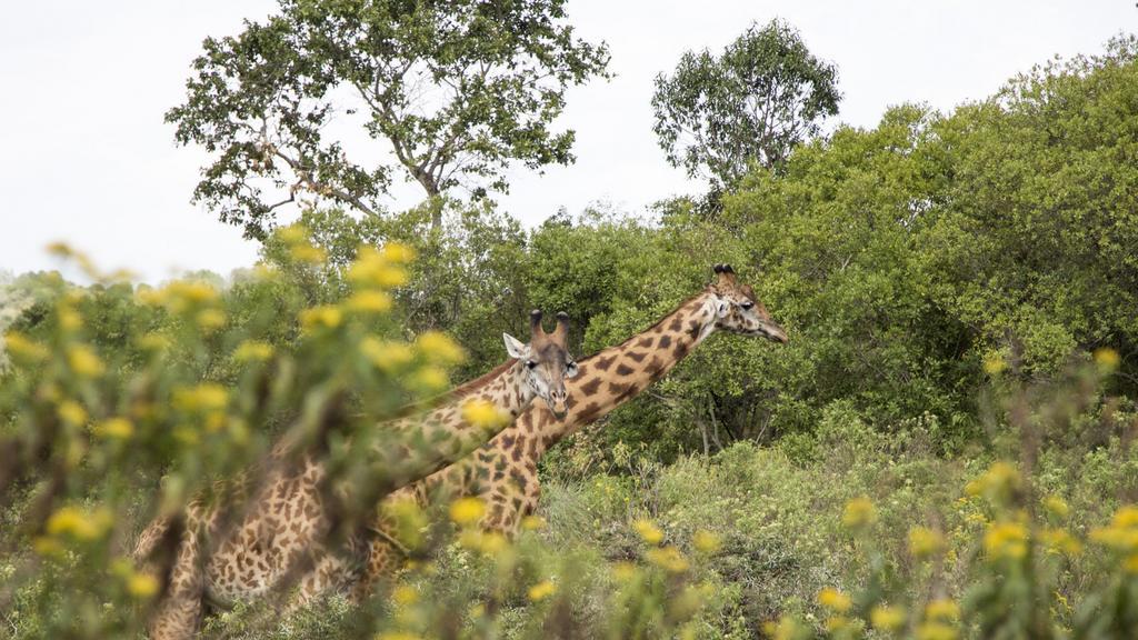 Nature Homes - Africa Amini Life Nkoanrua المظهر الخارجي الصورة